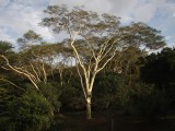 Zululand Tree lodge008