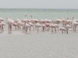 Flamingo-4