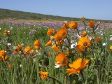 Flowers-21