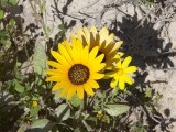 Flowers-3