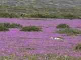 Flowers-30