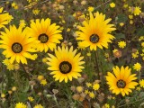 Flowers-37