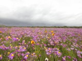 Flowers-41