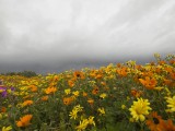 Flowers-42