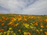 Flowers-45