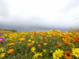 Flowers-5