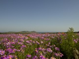 Flowers-53