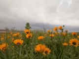 Flowers-7