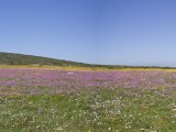 Flowers Pano-1