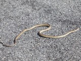 snake-1