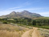 Wes_77 - Wineyards in Stellenbosch