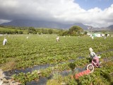 Wes_82 - Mooiberg Strawberry farm near Stellenbosch