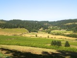 Springfield_ 549 - one of the many winefarms around Eugene and Springfield in Oregon