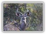 Buc_18 - Male Kudu