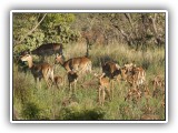 Buc_21 - Impala