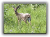Buc_23 - Duiker