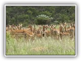 Buc_31 - Impala
