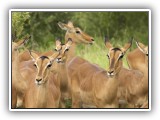 Buc_32 - Impala
