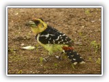 Bir_0102 Crested Barbet