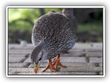 Bir_0114 - Natal Francolin