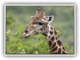 Gir02 - Giraffe