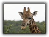 Gir04 - Giraffe