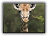 Gir05 - Giraffe