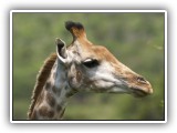 Gir06 - Giraffe