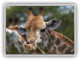 Gir07 - Giraffe