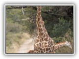 Gir08 - Giraffe