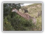 Gir10 - Giraffe