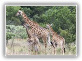 Gir12 - Giraffe