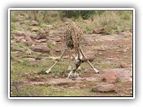 Gir13 - Giraffe