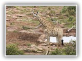 Gir14 - Giraffe