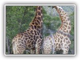 Gir16 - Giraffe