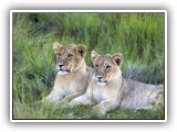 Lio_0110 - two young cubs