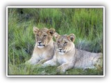 Lio_0111 - two young cubs
