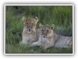 Lio_0112 - two young cubs
