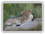 Lio_0115 - playful Lion cubs