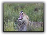 Lio_0117 - yawn - hard work for a female Lion in Welgevonden