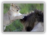 Lio_0119 - playful Lion cub - maybe Dad will play