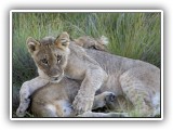 Lio_0120 - playful Lion cubs