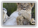 Lio_0125 - playful Lion cub