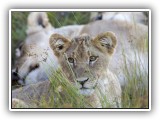Lio_0131 - playful Lion cubs