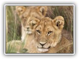 Lio_0135 - two young Lion cubs