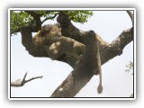 Lio_0138 - Lion in tree in Hluhluwe