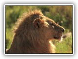 Lio_0142 - Lion