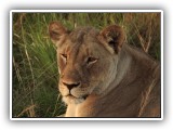 Lio_0150 - Lion