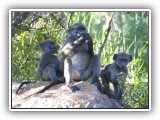 Monk_01- three baboons sit eating the fruits of the day