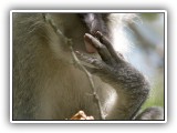 Monk_03 - and licks his fingers